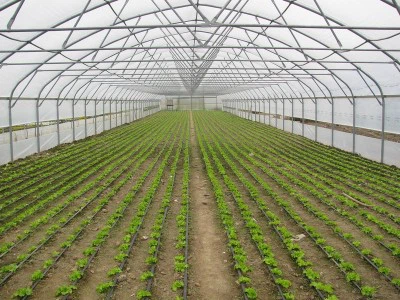 Algeng vandamál með gróðurhúsaplasti og hvernig á að leysa þau