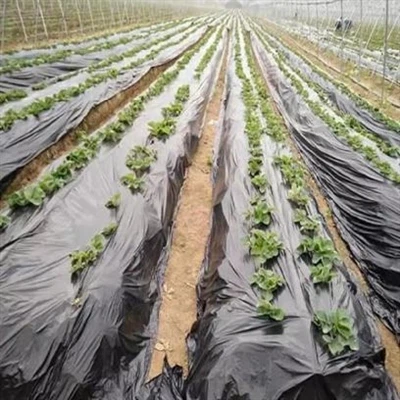 Mulch Film framleiðsluferli