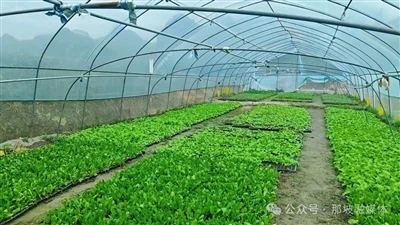 Að ryðja brautina fyrir nýjar iðnaðarleiðir: Grænmetisgróður rækta efnilega f...