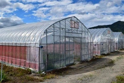 Pólýetýlen filmu gróðurhús